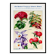 Poster about celosia, coleus, columbine and gomphrene