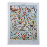 1930 Original lithograph on birds, parrots