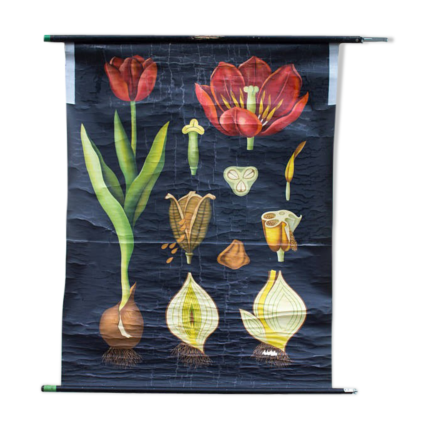 Jung-Koch-Quentell School Poster, Tulip, 1970