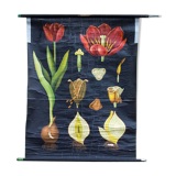 Jung-Koch-Quentell School Poster, Tulip, 1970