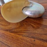 Nautilus mother-of-pearl shell Nautilus