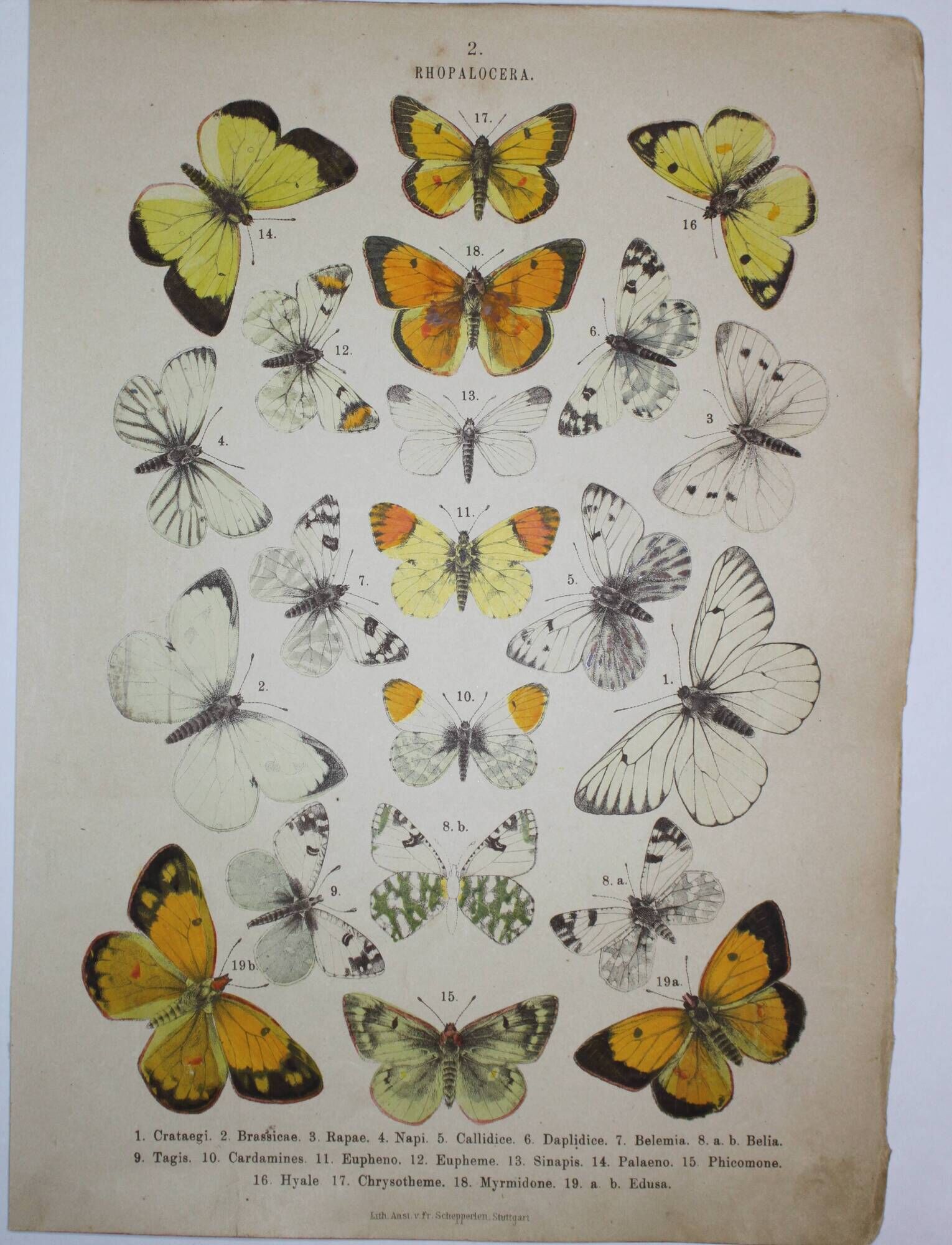 Crataegi butterflies, illustration from 1887 antique print, lepidoptere original insect plate