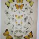 Crataegi butterflies, illustration from 1887 antique print, lepidoptere original insect plate