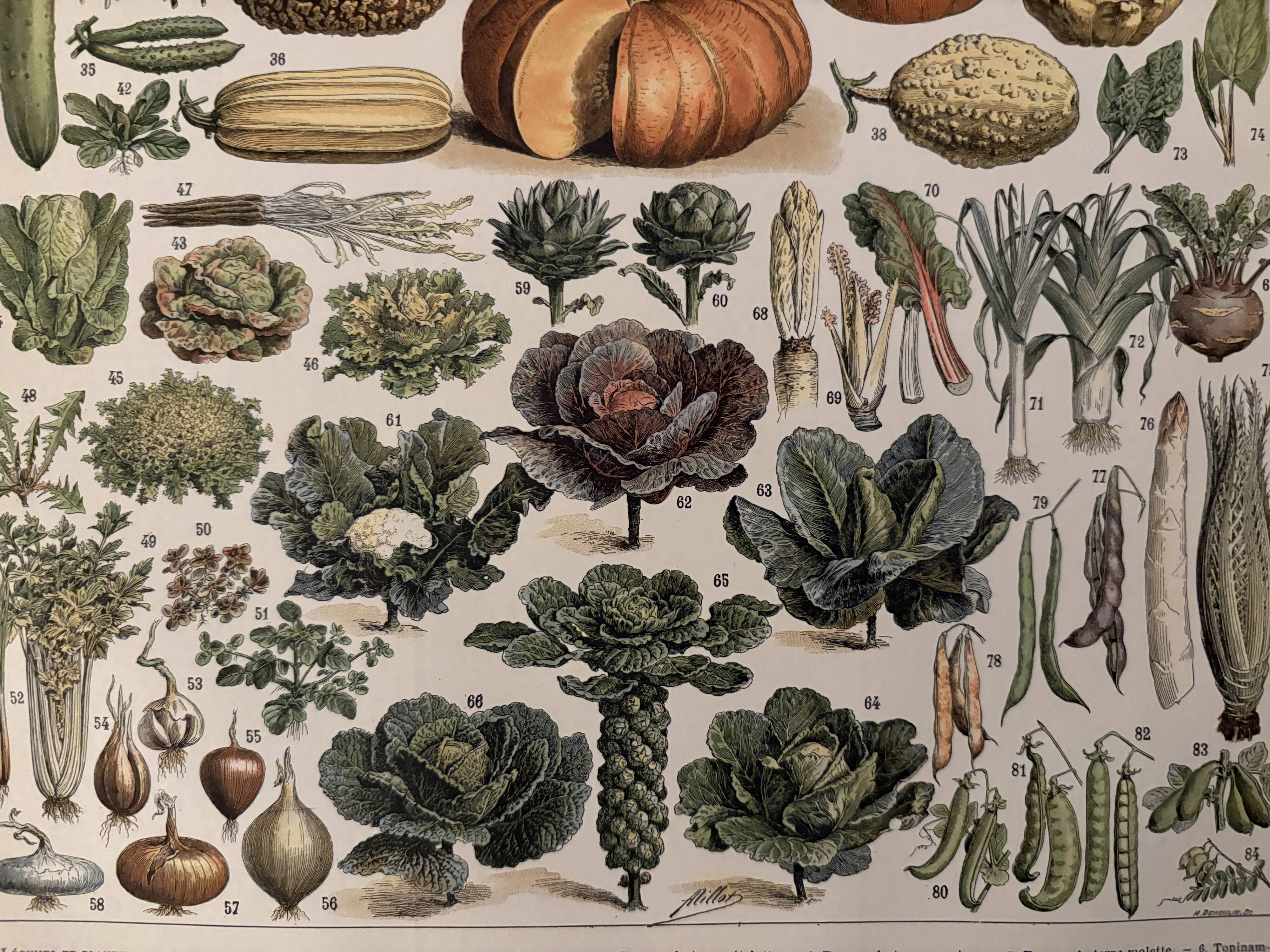 Old illustrated plate on vegetables and garden plants (1900)