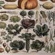 Old illustrated plate on vegetables and garden plants (1900)