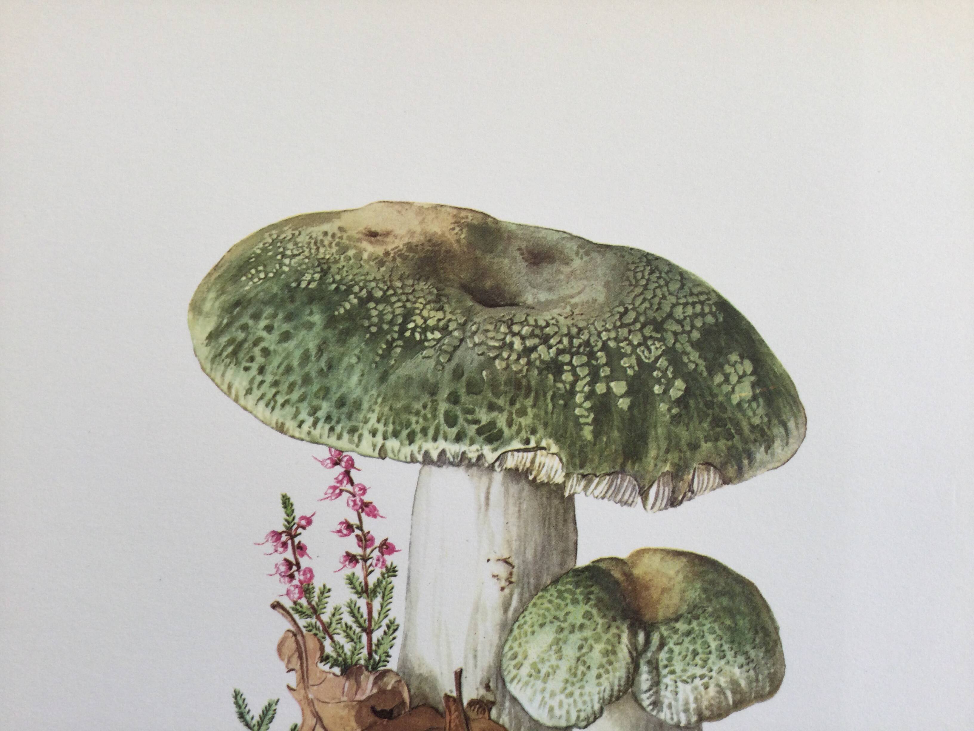 Botanical Illustration Mushrooms Russula Vintage Print 60s