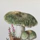 Botanical Illustration Mushrooms Russula Vintage Print 60s