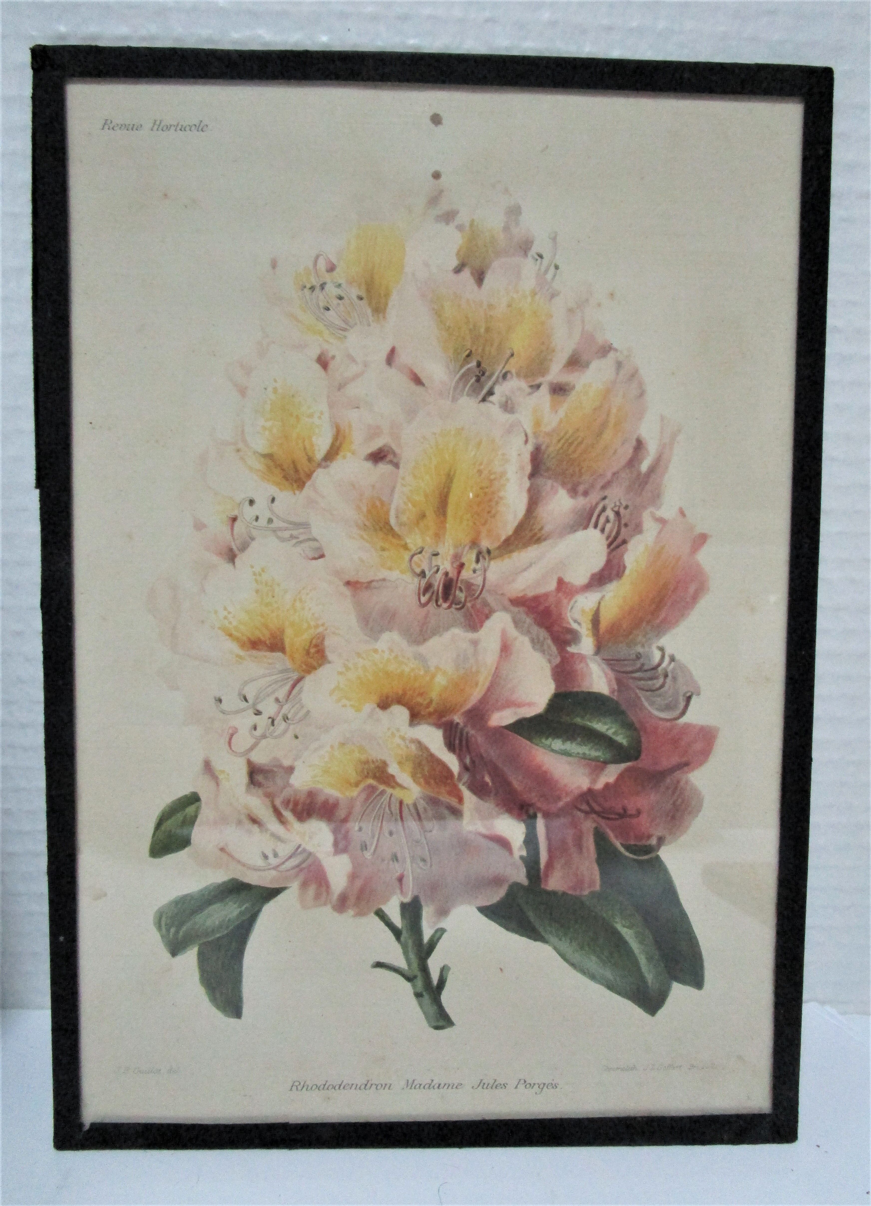 Trois planches botaniques encadrées orchidée rhododendron campanule médium vintage