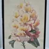 Trois planches botaniques encadrées orchidée rhododendron campanule médium vintage