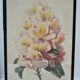 Trois planches botaniques encadrées orchidée rhododendron campanule médium vintage