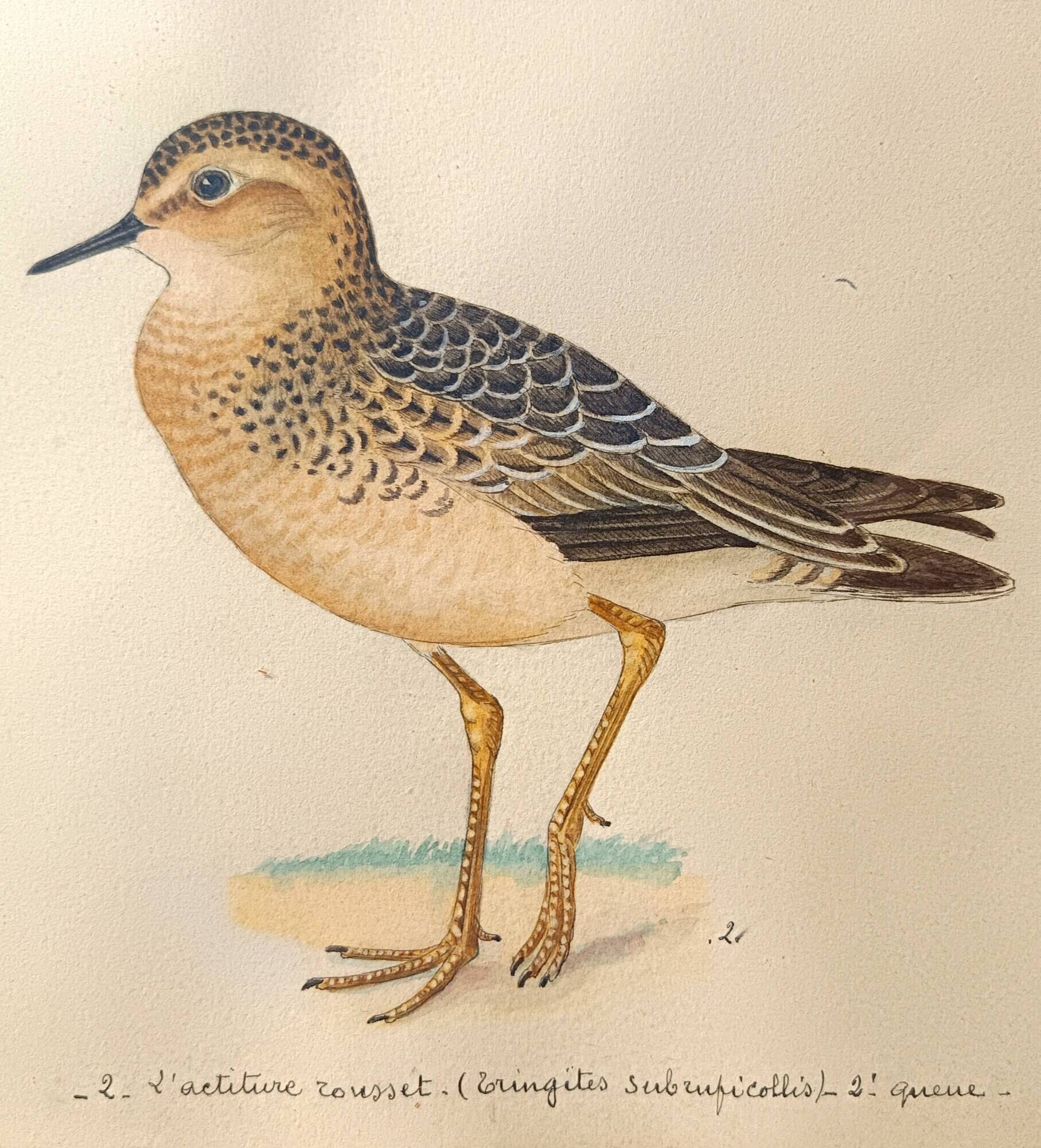 Old ornithological watercolor