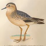 Old ornithological watercolor