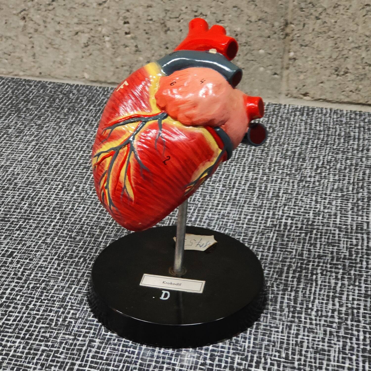 Curiosity Anatomy crocodile heart resin Czech Republic 1970
