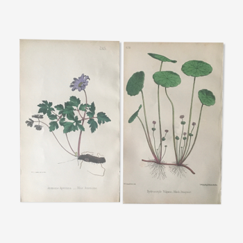 Duo de planches botaniques de R.Hogg 1878
