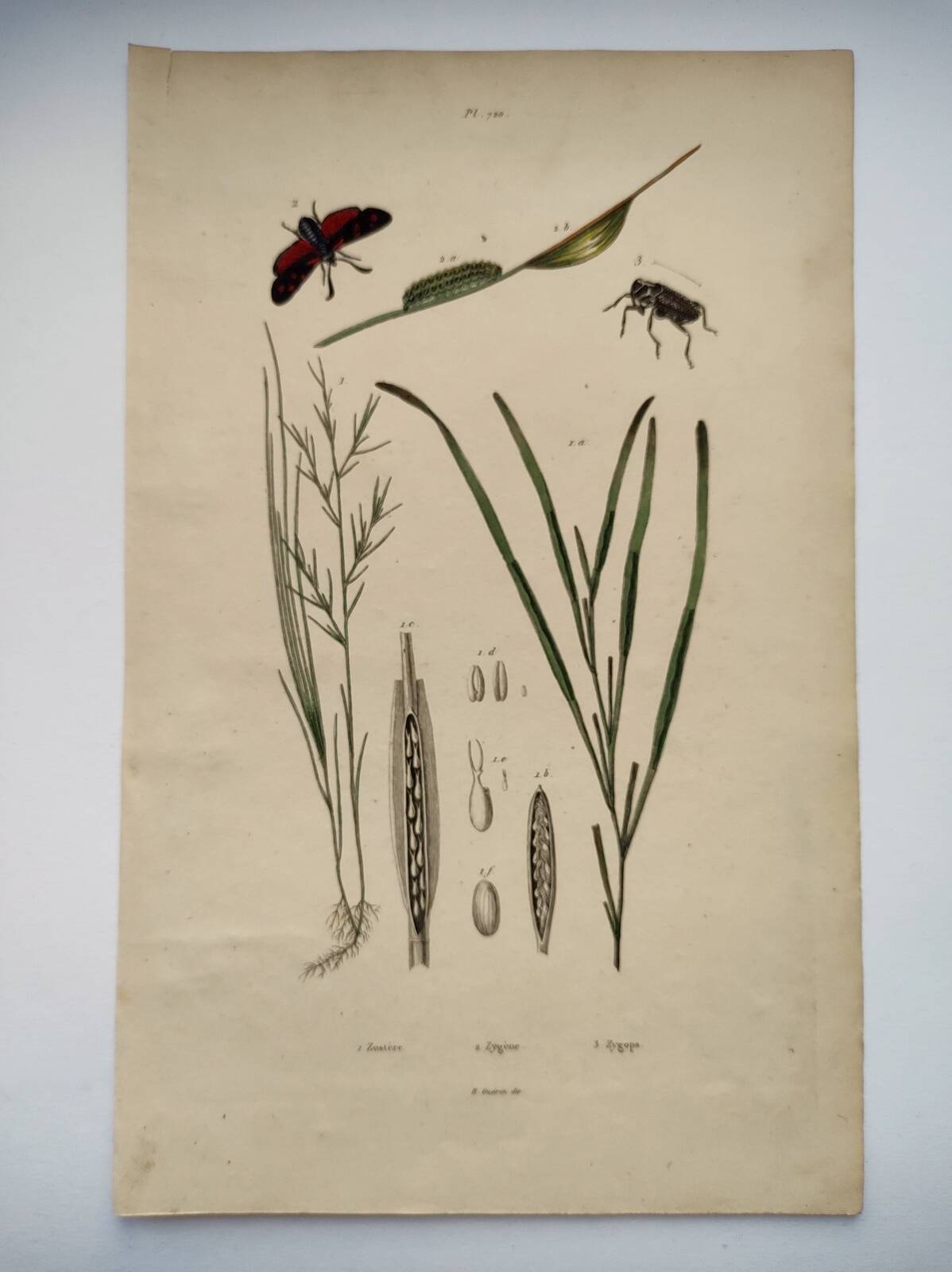 Old engraving from 1838 - Zygene butterfly and herbs - Original zoological and botanical plate