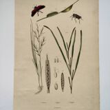Old engraving from 1838 - Zygene butterfly and herbs - Original zoological and botanical plate