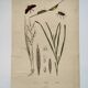 Old engraving from 1838 - Zygene butterfly and herbs - Original zoological and botanical plate