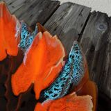 Vallauris fruit bowl in the shape of a leaf