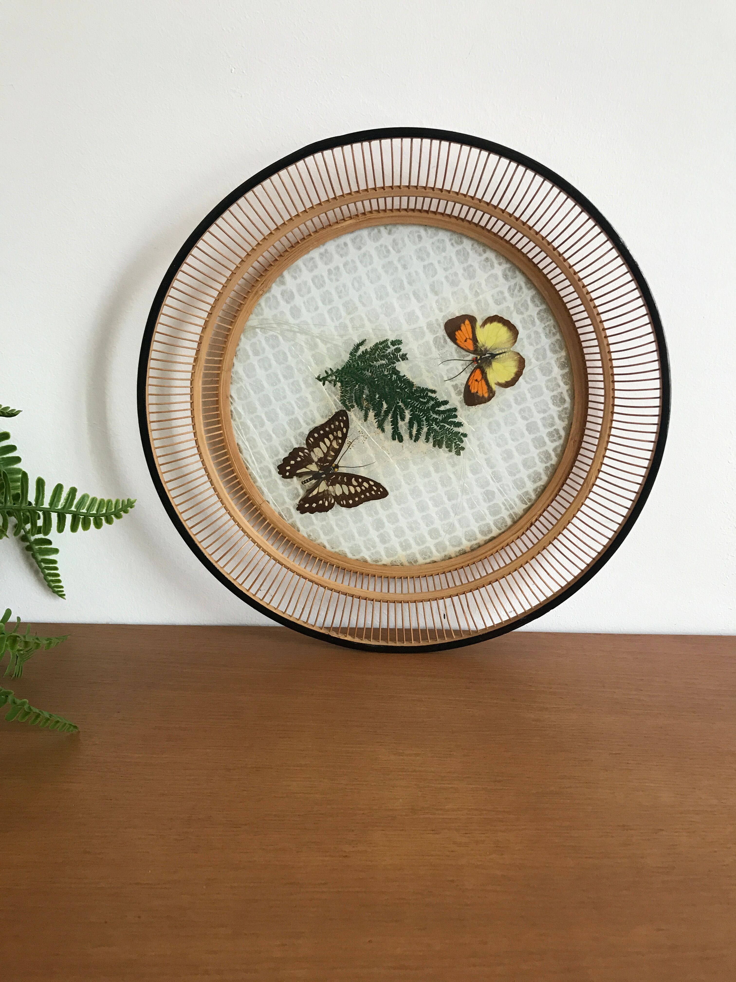 Empty bamboo pocket, glass and true butterfly wings