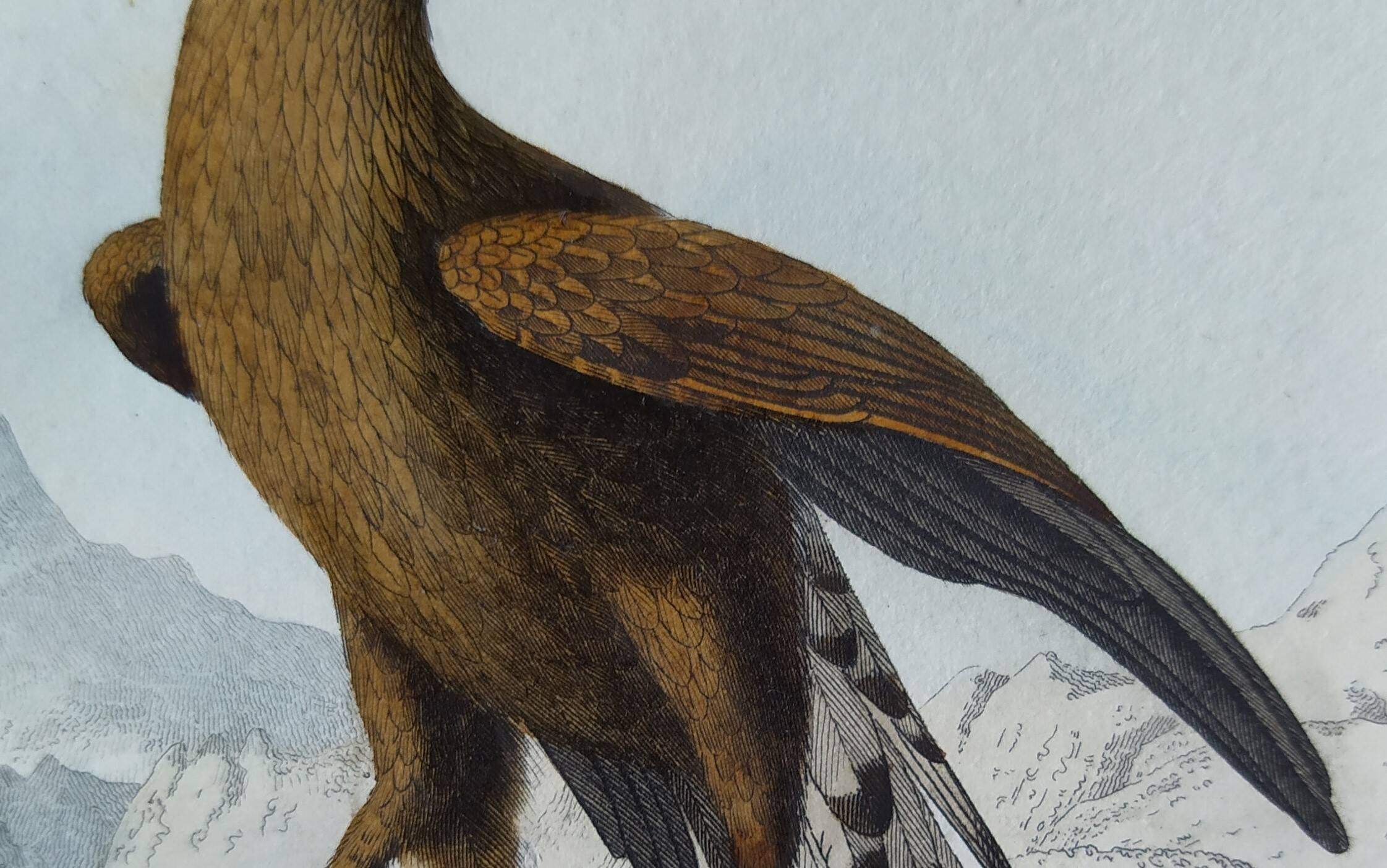 Ornithological Plate Buffon 1840 "Large Eagle & Small Eagle"