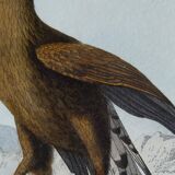 Ornithological Plate Buffon 1840 "Great Eagle & Little Eagle"