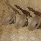 Bronze / glass wall lights