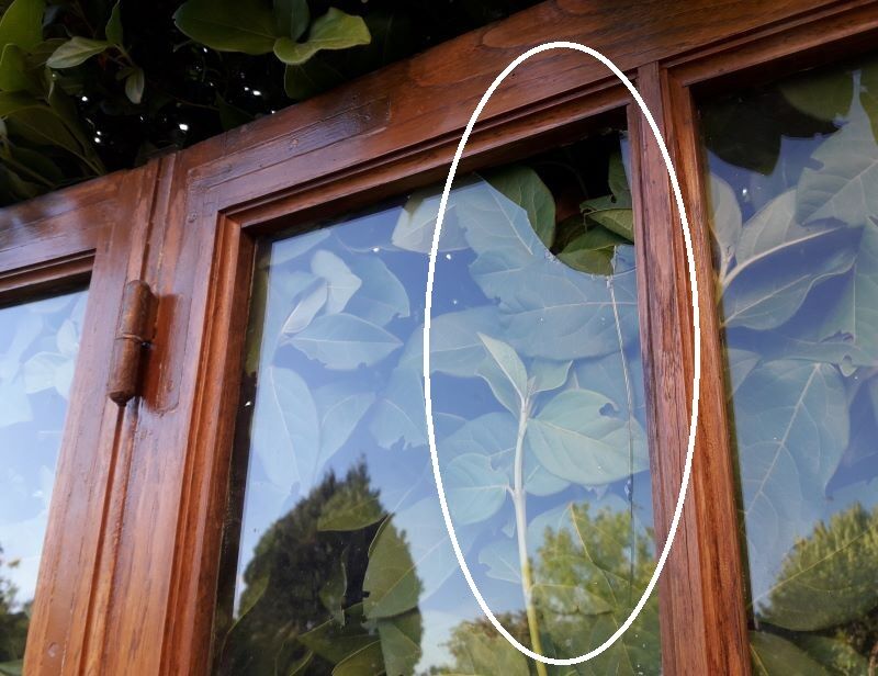 Glass window h141xl263 in oak 4 leaves
