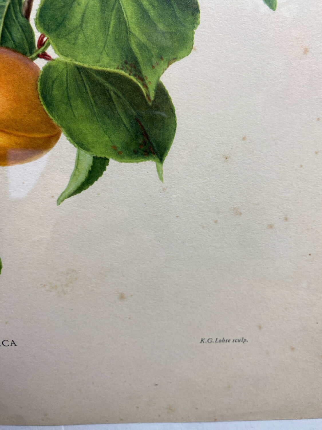 Affiche botanique, Prunus Armeniaca