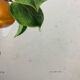 Affiche botanique, Prunus Armeniaca