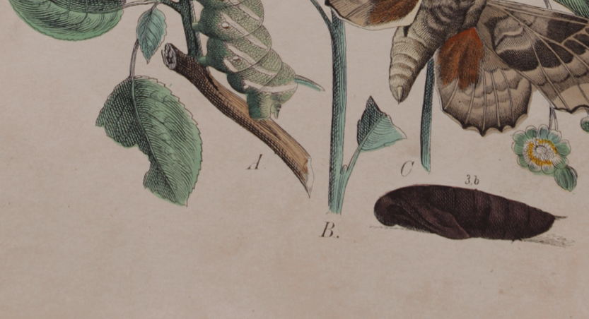 Lithographie gravure papillon vintage - Buffon 1850