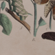 Lithographie gravure papillon vintage - Buffon 1850