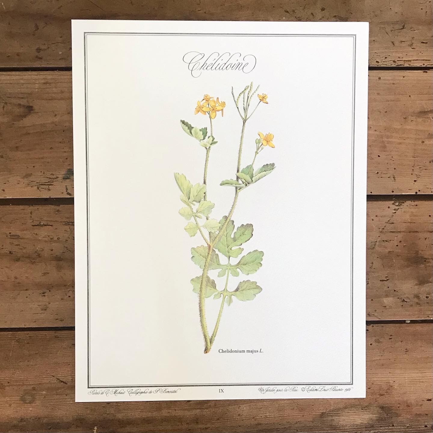 Botanical plate La Chélidoine