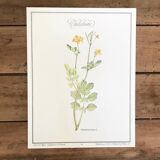 Botanical plate La Chélidoine
