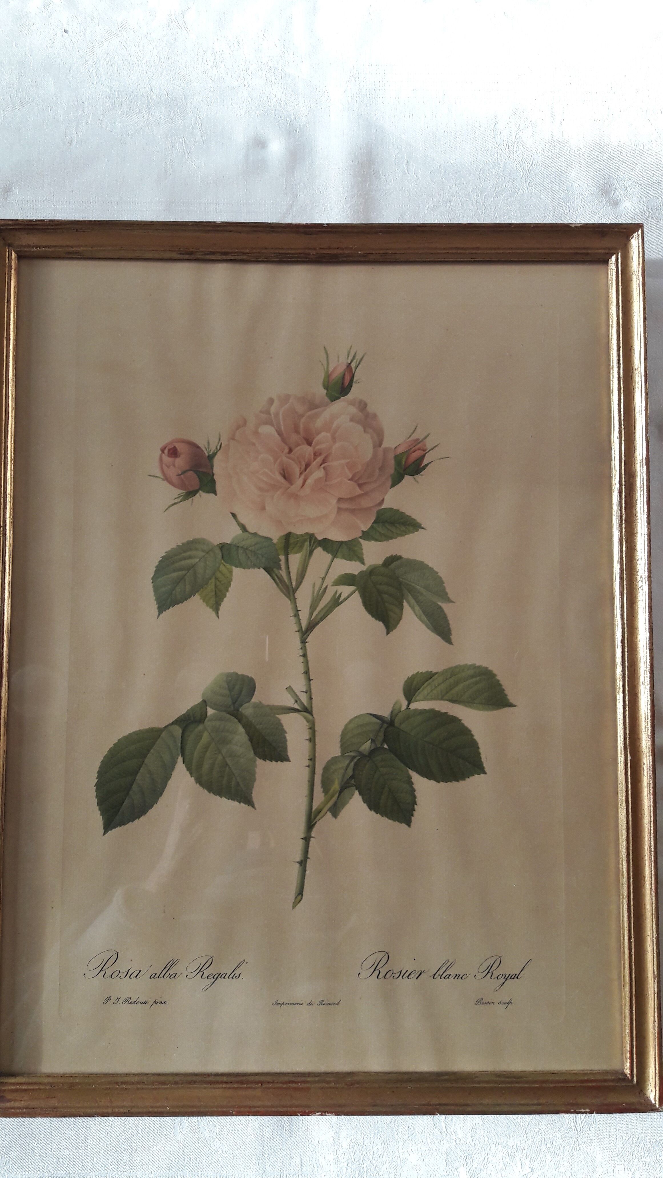 Lot of 3 ancient botanical boards roses of pj redouté