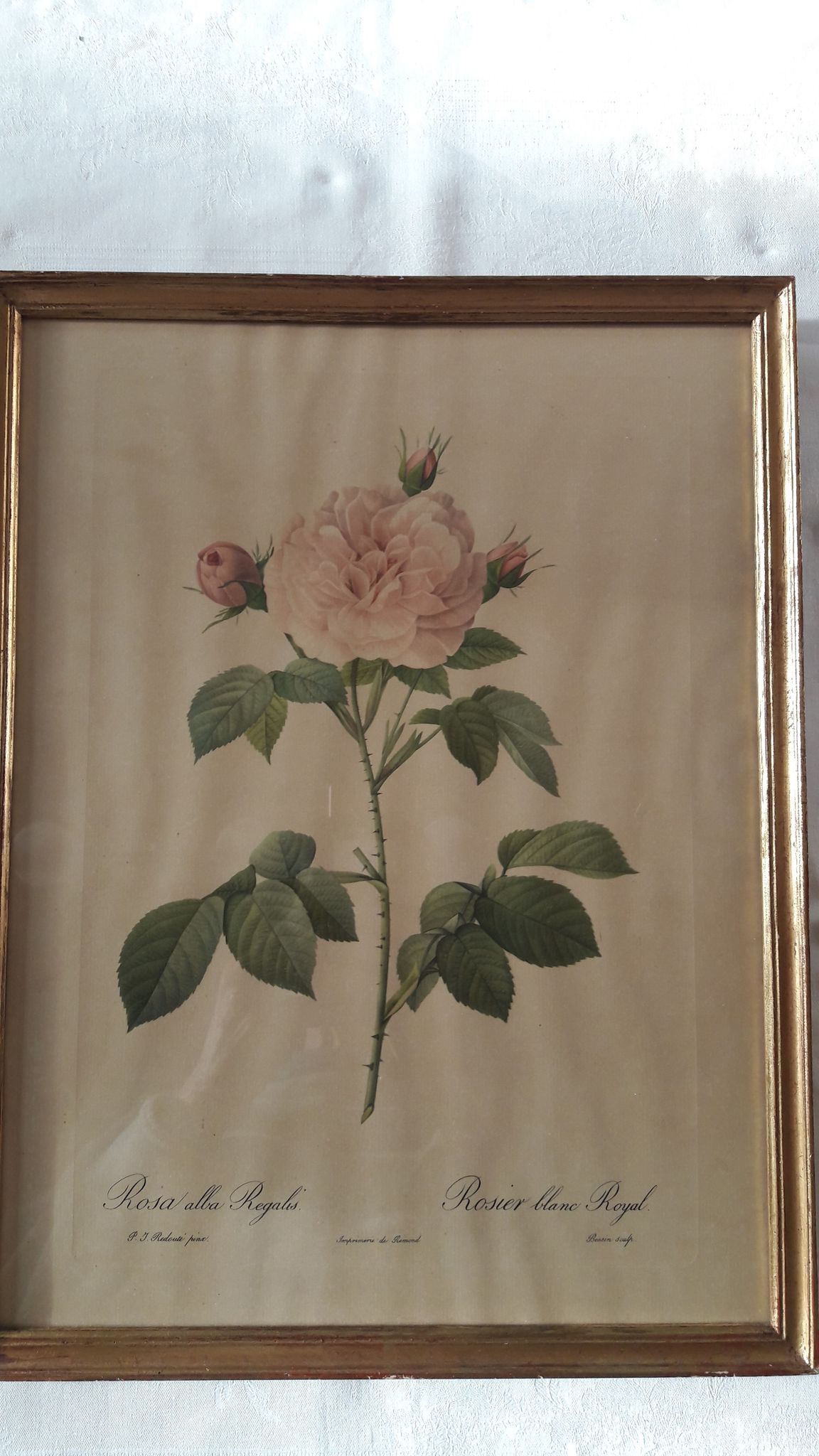 Lot de 3 planches botaniques anciennes roses de pj redouté
