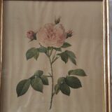 Lot of 3 ancient botanical boards roses of pj redouté