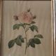 Lot de 3 planches botaniques anciennes roses de pj redouté
