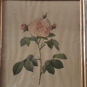 Lot de 3 planches botaniques anciennes roses de pj redouté