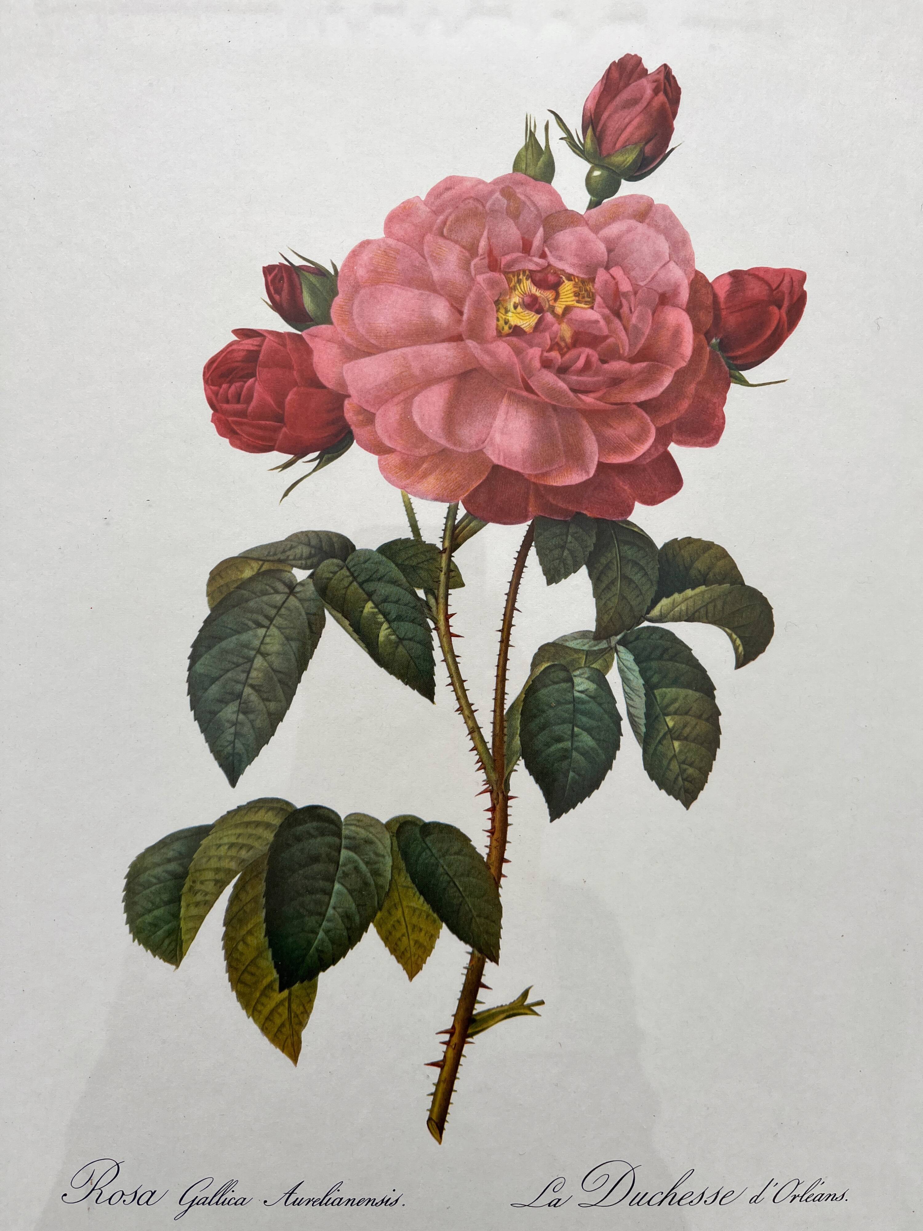 Framed lithograph roses Pierre Joseph Redouté, vintage botanical poster