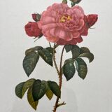 Framed lithograph roses Pierre Joseph Redouté, vintage botanical poster
