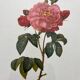 Framed lithograph roses Pierre Joseph Redouté, vintage botanical poster