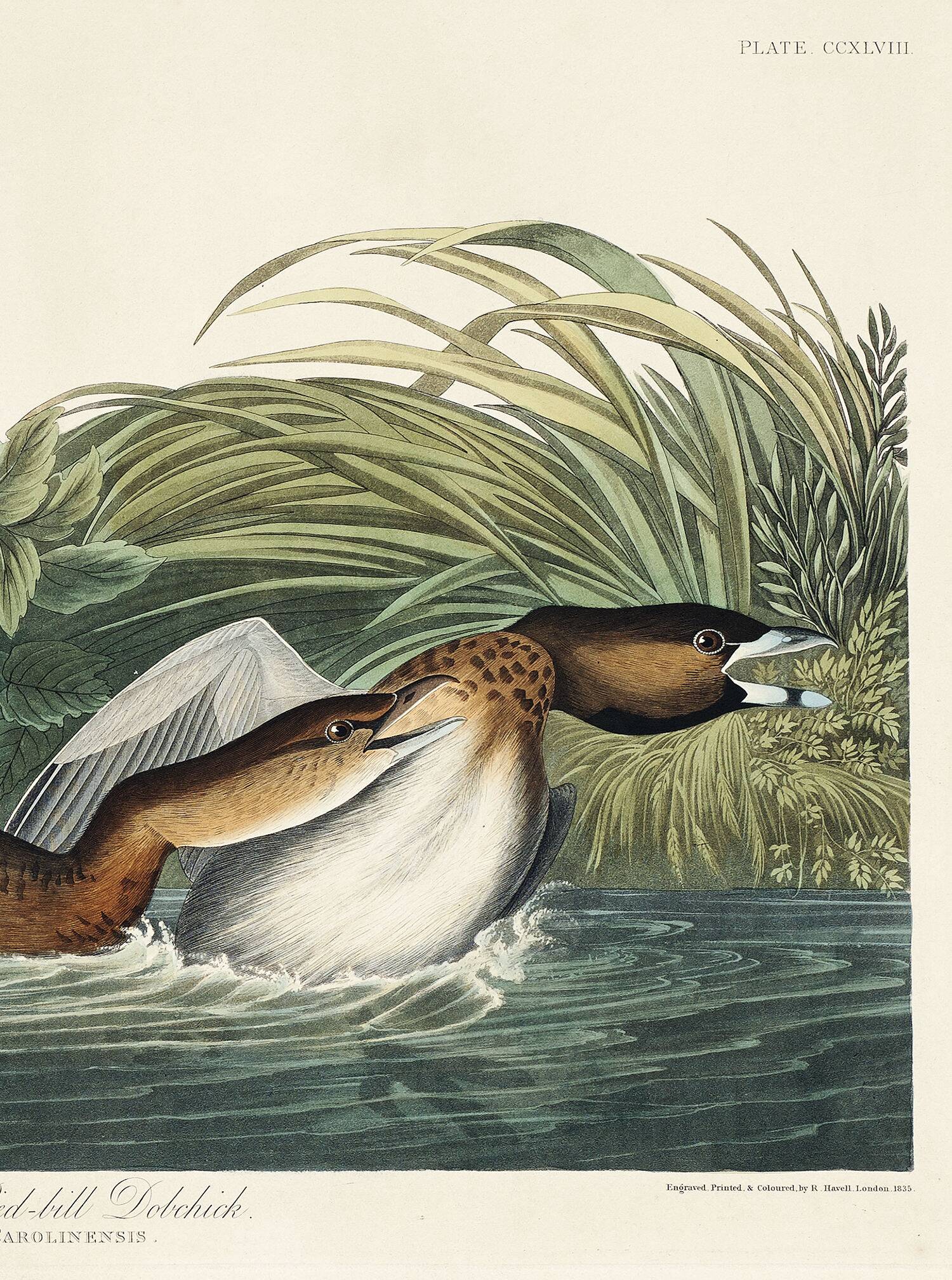 Affiche sur le Grèbe à bec rouge, d’après une gravure ancienne de 1827.