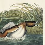 Affiche sur le Grèbe à bec rouge, d’après une gravure ancienne de 1827.