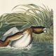 Poster about the Red-billed Grebe, based on an old engraving from 1827.