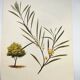 Acacia Illustration - Vintage Nature Plate - Botanical Tree from the 60s