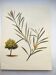 Acacia Illustration - Vintage Nature Plate - Botanical Tree from the 60s