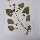 Set of 6 herbarium boards No.4