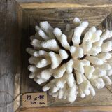 Coral cluster