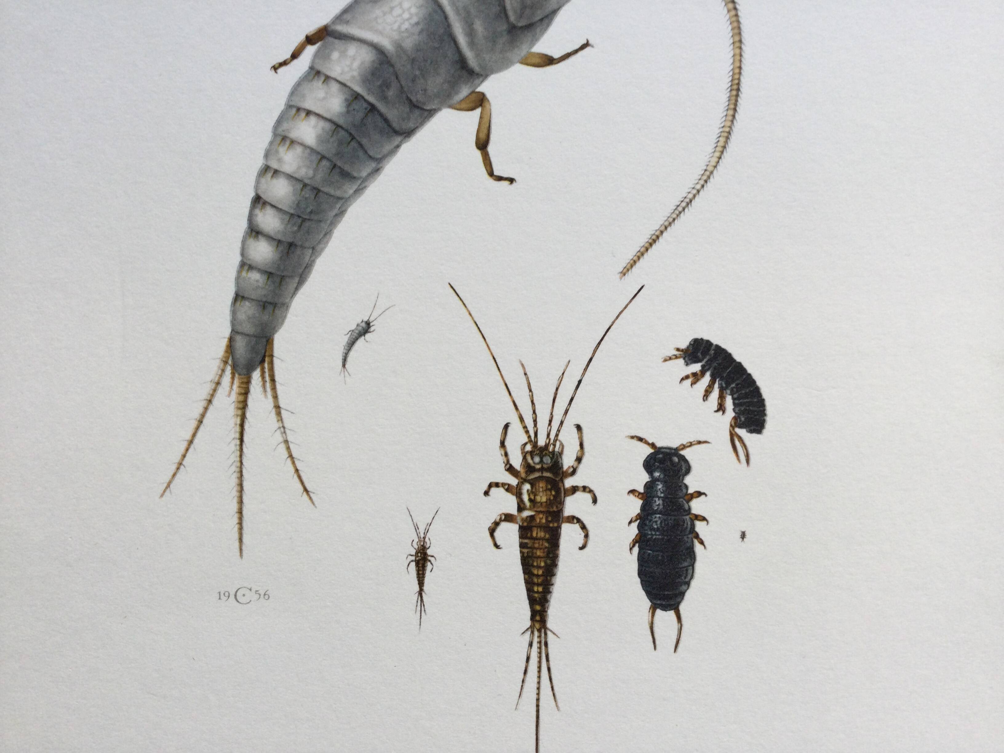 Old illustration "insects", 1960s