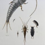 Old illustration "insects", 1960s